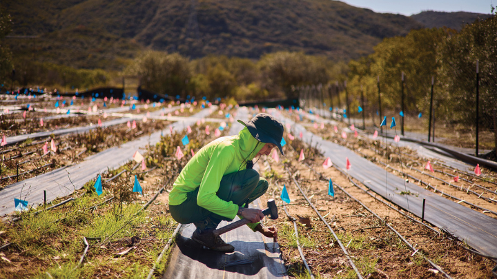 person looking over some research crops