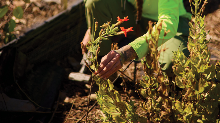 a person touching a plant near a bed of other plants